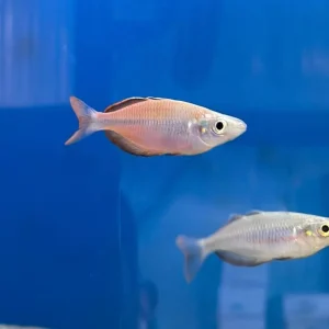 Susi Creek Rainbowfish