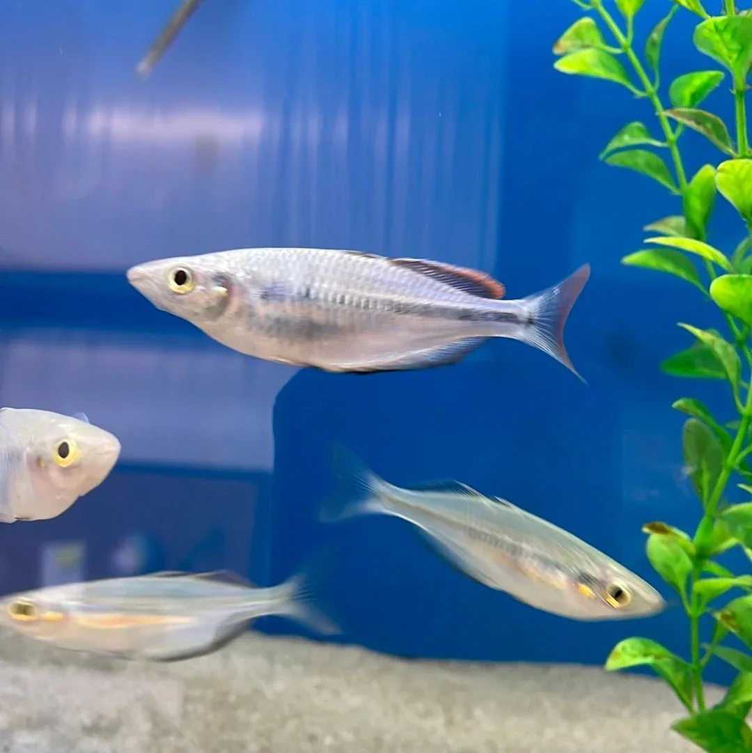 Susi Creek Rainbowfish - Image 2