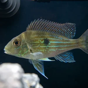 Sven's Eartheater Cichlid (Geophagus sveni), Tank-Bred!