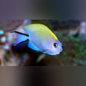 Swallowtail Angelfish