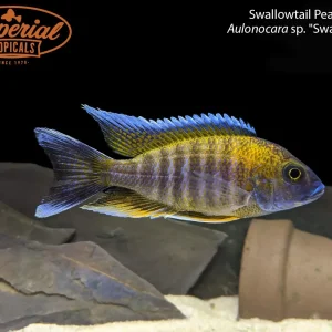 Swallowtail Peacock