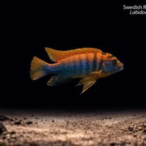 Swedish Red Top Hongi