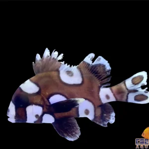 Sweetlips - Spotted Md
