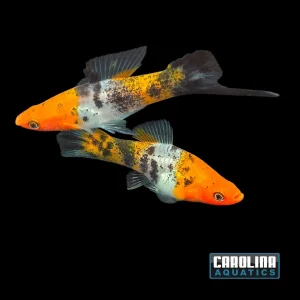Sword - Calico Showa