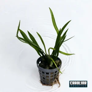 Sword Chain Narrow Potted