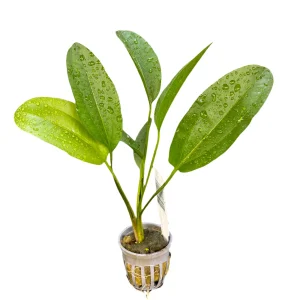 Sword Kleiner Bar Potted