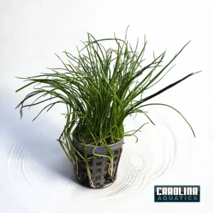 Sword Micro Narrow Leaf Potted