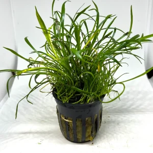 Sword Micro Potted