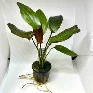 Sword Red Flame Potted