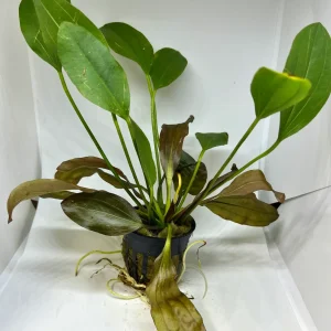 Sword Red Melon Potted
