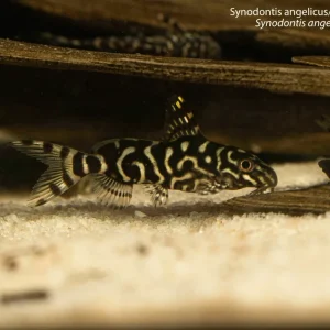 Synodontis angelicus/S. eupterus Hybrid