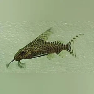 Synodontis Eupterus Catfish