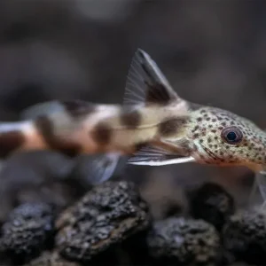 Synodontis Irregularis Catfish (Synodontis hybrid), Tank-Bred!