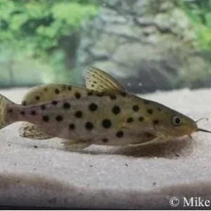 Synodontis ocellifer