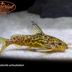 Synodontis schoutedeni