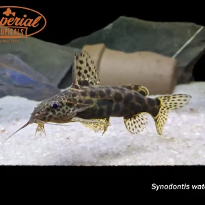 Synodontis waterloti