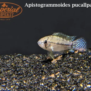 T-Bar Apisto