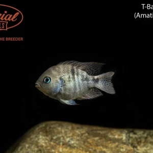 T-Bar Cichlid