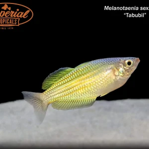 Tabubil Rainbowfish