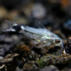 Tail Spot Pygmy Cory (Corydoras hastatus) - Tank Bred