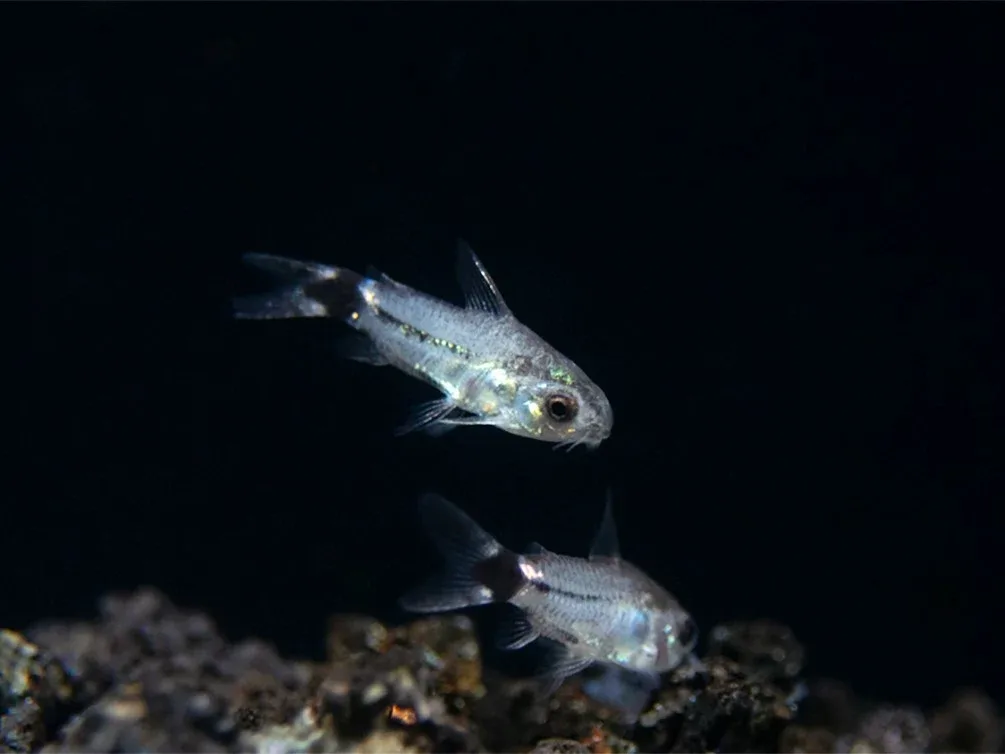 Tail Spot Pygmy Cory (Corydoras hastatus) - Tank Bred - Image 2