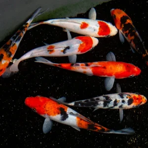 Taisho Sanke Koi (Cyprinus rubrofuscus "Sanke") - Tank Bred