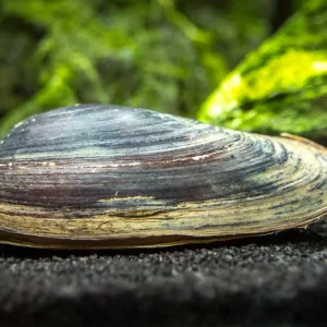Taiwan Pond Mussel (Sinanodonta lauta)