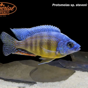 Taiwan Reef Hap