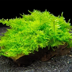 Taiwan Triangle Moss (Taxiphyllum alternans) on 3+ inch Driftwood