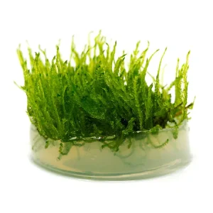 Taiwan Triangle Moss (Taxiphyllum alternans) Tissue Culture