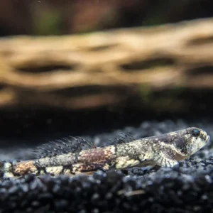 Taiwanese Dragon Micro Goby (Schismatogobius ampluvinculus)