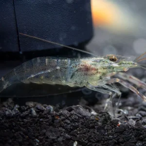 Taiwanese Long Claw Prawn (Macrobrachium placidulum)