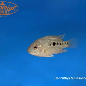 Tamasopo Cichlid