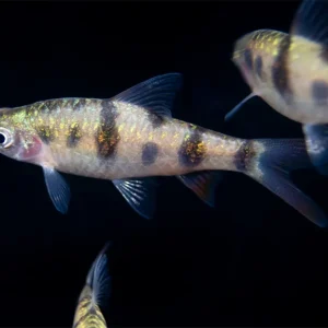Tambraparni Barb (Puntius tambraparniei)