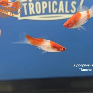 Tancho Koi Swordtail