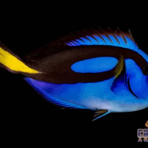 Tang - Blue Hippo Med 3-5”