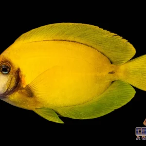Tang - Mimic Yellow Sm