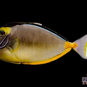 Tang - Naso XL Streamer