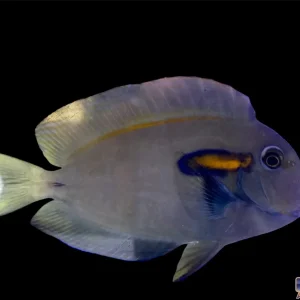 Tang - Orange Shoulder Med