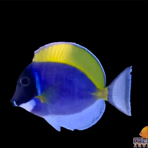 Tang - Powder Blue Med
