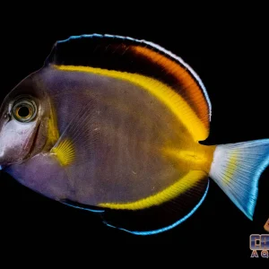 Tang - Powder Brown Md