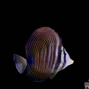 Tang - Sailfin Dejardini Sm/Md