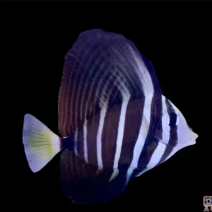 Tang - Sailfin Med