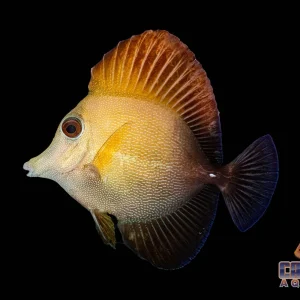 Tang - Scopas Sm