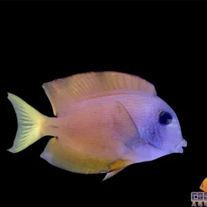 Tang - Two Spot Bristletooth Md