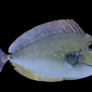 Tang - Vlamingii Lg