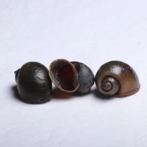 Tanganyikan Breeding Shells