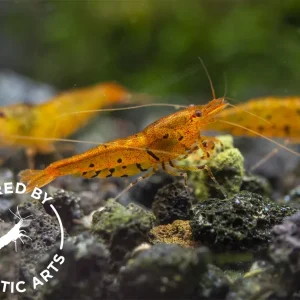 Tangerine Tiger Shrimp (Caridina serrata), BREDBY: Aquatic Arts