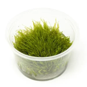 Taxiphyllum sp. "Giant Moss" Tissue Culture