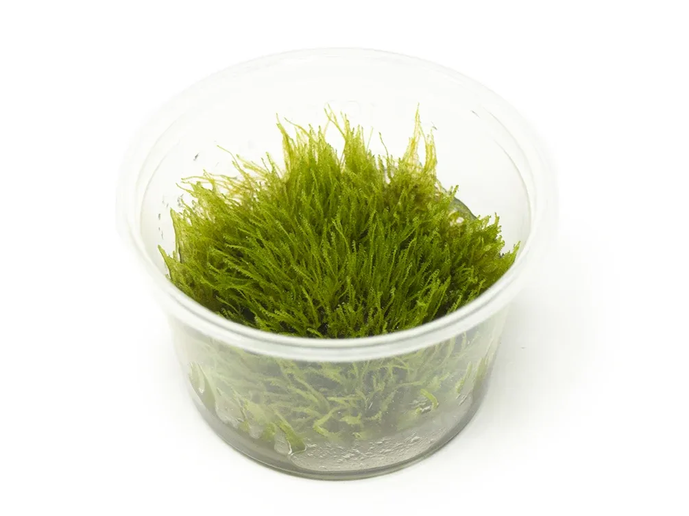 Taxiphyllum sp. "Giant Moss" Tissue Culture